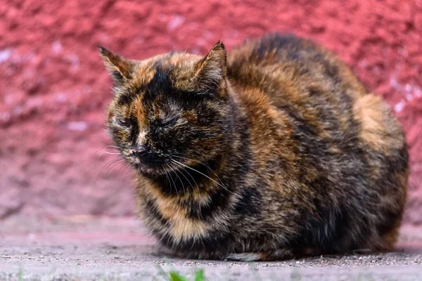 Gatto Macchiato Trova Sullo Sfondo Muro Rosso Sulla Strada Con — Foto Stock