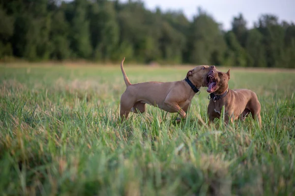 Çimlerin üzerindeki bir arazide iki pitbull teriyerinin kavgası. Yakından çekilmiş..