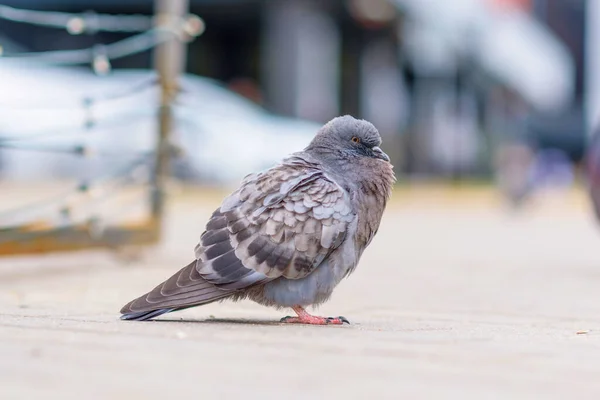 Portret Van Een Duif Een Stadsstraat Zomer — Stockfoto