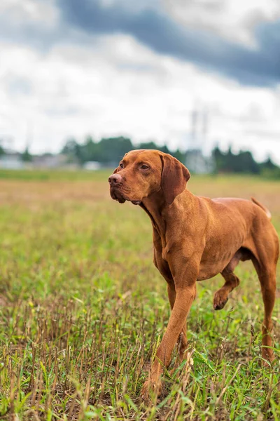 Çömelmiş Avcı Köpeği Bir Macar Vyzhly Nin Yakın Plan Portresi — Stok fotoğraf