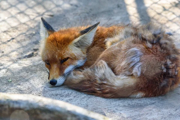 Спящая Лиса Зоопарке — стоковое фото