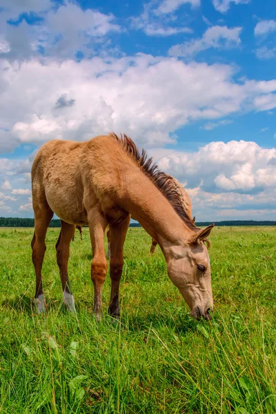 Widok Koni Żywiących Się Pastwisku — Zdjęcie stockowe