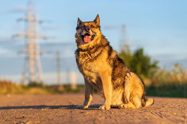 Stor Herrelös Hund Ligger Vägen — Stockfoto