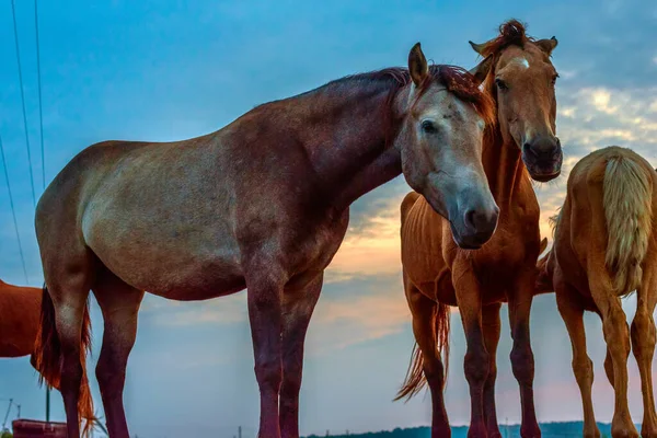 Atlar şafakta otlar.