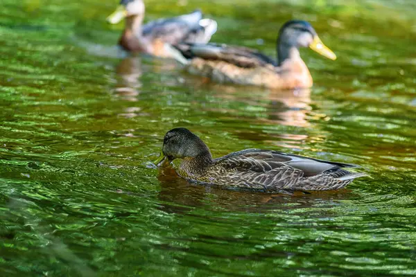 Patos Nadan Estanque — Foto de Stock