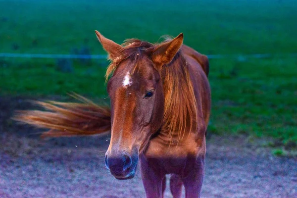 Paarden Grazen Bij Dageraad — Stockfoto