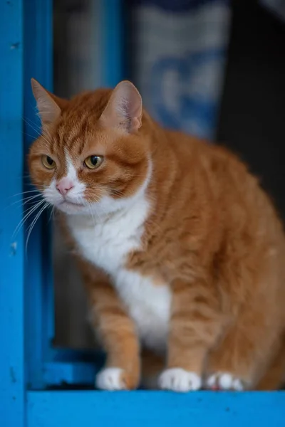 開けた木の窓には生姜猫が座っている — ストック写真