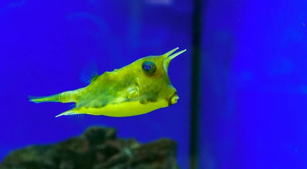 Meeresfische Aquarium — Stockfoto