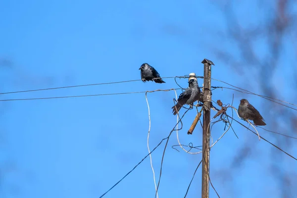 空に向かってワイヤーに座っているカラスの群れ — ストック写真