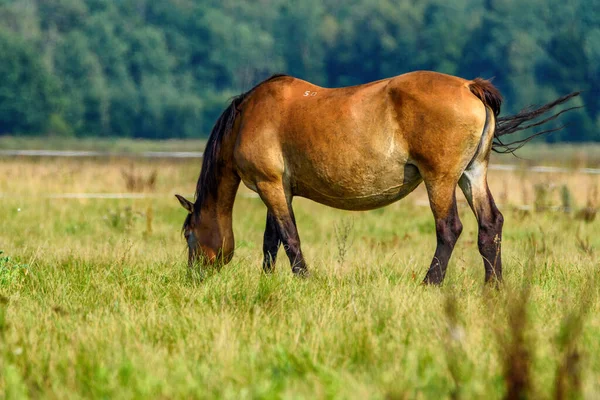Porträt Eines Pferdes Auf Einer Weide — Stockfoto