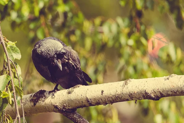 Corbeau Debout Sur Une Jambe Sur Une Branche — Photo