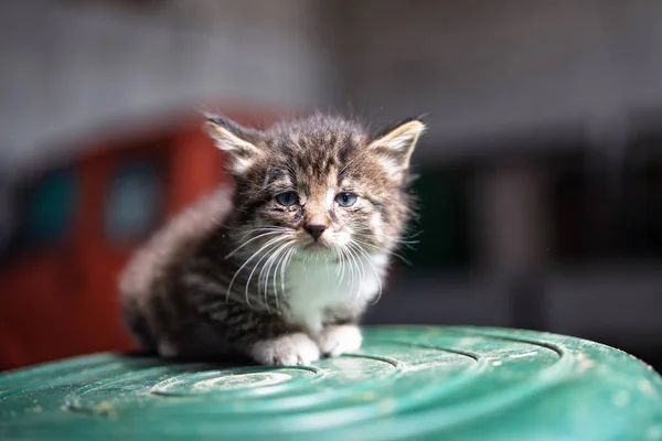 A small gray sick homeless kitten sits on an inverted plastic barrel.