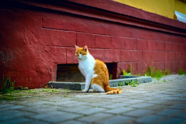 Rote Katze Auf Dem Bürgersteig — Stockfoto