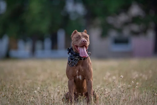 Retrato Terrier Americano Cansado Pit Bull Com Sua Língua Pendurada — Fotografia de Stock