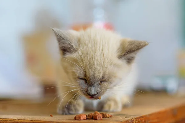 Homeless Kitten Eats Food — Stock Photo, Image