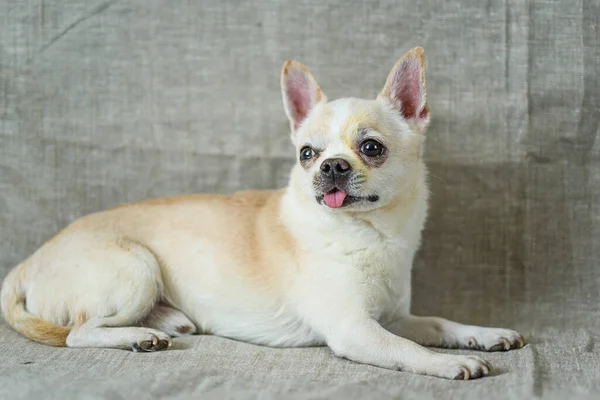 Portré Egy Chihuahua Egy Szürke Háttér — Stock Fotó