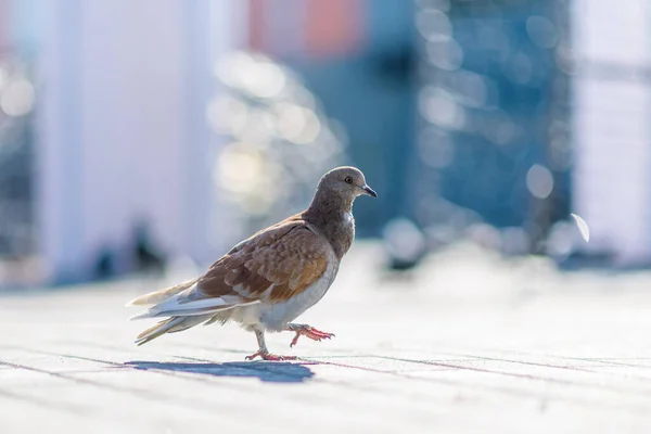 Porträt Einer Einsamen Taube Auf Dem Platz Mit Stark Verschwommenem — Stockfoto