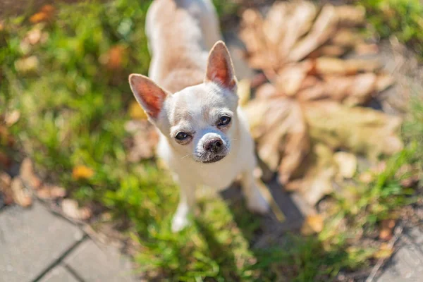 Chihuahua Cinsinden Bir Köpek Şehirde Dolaşıyor — Stok fotoğraf