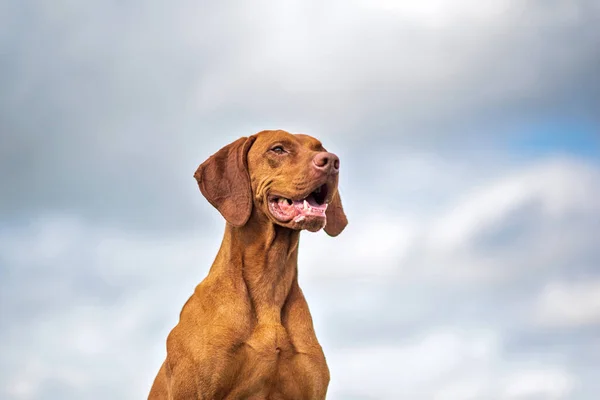 Vizsla Ungherese Sullo Sfondo Del Cielo Estivo — Foto Stock