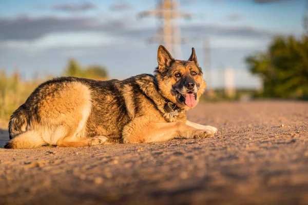 Stor Herrelös Hund Ligger Vägen — Stockfoto