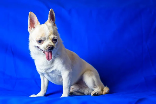 Retrato Chihuahua Sobre Fondo Azul — Foto de Stock