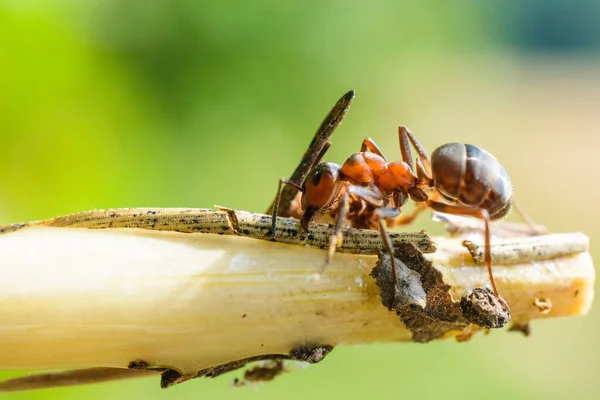 Ant Branch — Stock Photo, Image