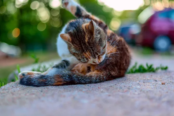 Gatto Senzatetto Siede Sul Marciapiede — Foto Stock