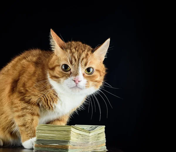 漂亮的红猫和黑色背景的一包钱 — 图库照片