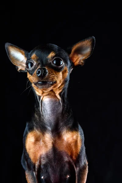Retrato Pequeno Terrier Brinquedo Fundo Escuro — Fotografia de Stock