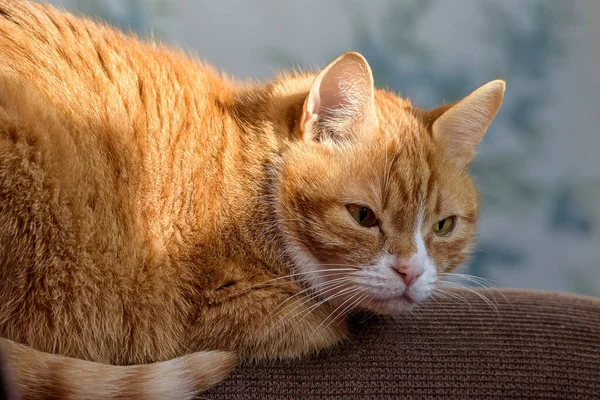 Die Katze Liegt Auf Der Rückseite Der Couch — Stockfoto