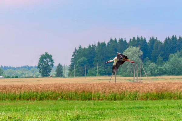 Leylek tarlanın üzerinde uçuyor.