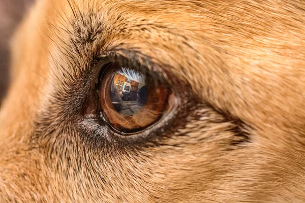 dog's eye macro