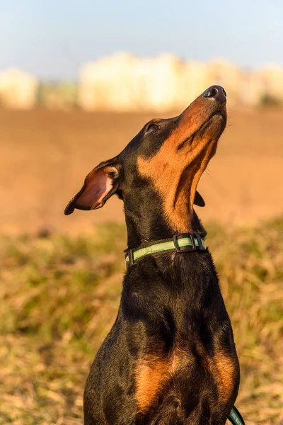 Bir Alman Pinscher Portresi — Stok fotoğraf