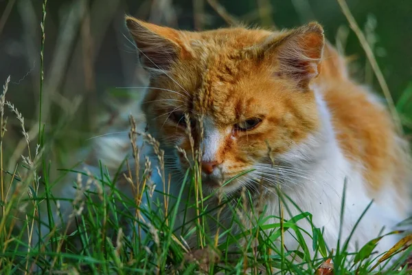 Portret Zwerfkat Het Gras — Stockfoto