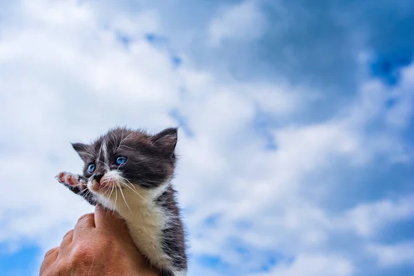 Bang Schreeuwend Katje Met Blauwe Ogen Hand Van Een Man — Stockfoto