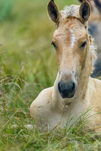 Portret Van Een Paard Liggend Het Gras Van Dichtbij — Stockfoto