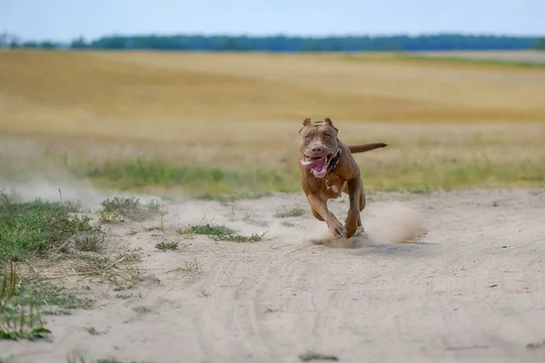 Pit Bull Terrier Corre Rapidamente Longo Estrada Empoeirada — Fotografia de Stock