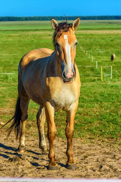 Porträt Eines Pferdes Auf Einem Bauernhof Nahaufnahme Auf Einem Himmelshintergrund — Stockfoto