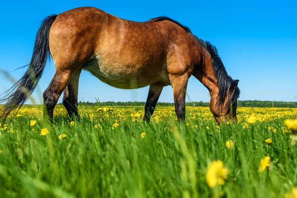 Konie Wypasane Polu Mniszkami Lekarskimi — Zdjęcie stockowe