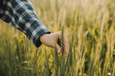 Smart farm. Farmer with tablet in the field. Agriculture, gardening or ecology concept. Harvesting. Agro business.