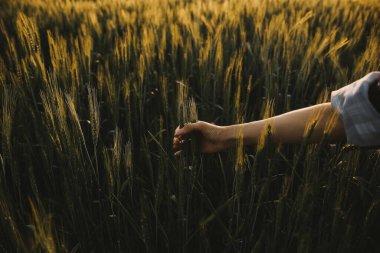 Smart farm. Farmer with tablet in the field. Agriculture, gardening or ecology concept. Harvesting. Agro business.