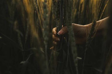 Smart farm. Farmer with tablet in the field. Agriculture, gardening or ecology concept. Harvesting. Agro business.