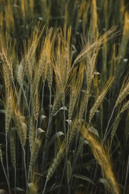 Smart farm. Farmer with tablet in the field. Agriculture, gardening or ecology concept. Harvesting. Agro business.