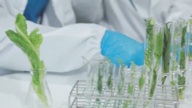 Mikro yeşil bitki tutan bilim adamı. Bilim ve teknoloji kavramı.