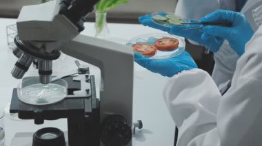 Laboratuvarda mikroskopla çalışan bilim adamı