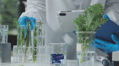 Laboratuvarda bitkileri inceleyen bilim adamı