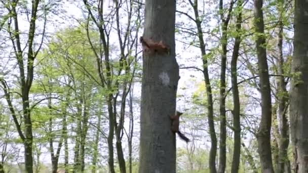 The red squirrel or Eurasian red squirrel is a species of tree squirrel in the genus Sciurus common throughout Eurasia. The red squirrel is an arboreal, omnivorous rodent. — Stock Video