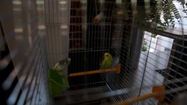 İki papağan sırları söylüyorum