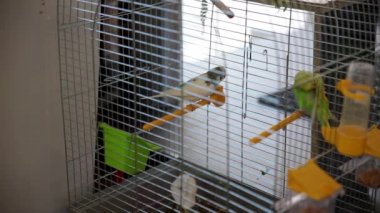 İki papağan sırları söylüyorum