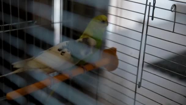 Dois papagaios a contar segredos — Vídeo de Stock